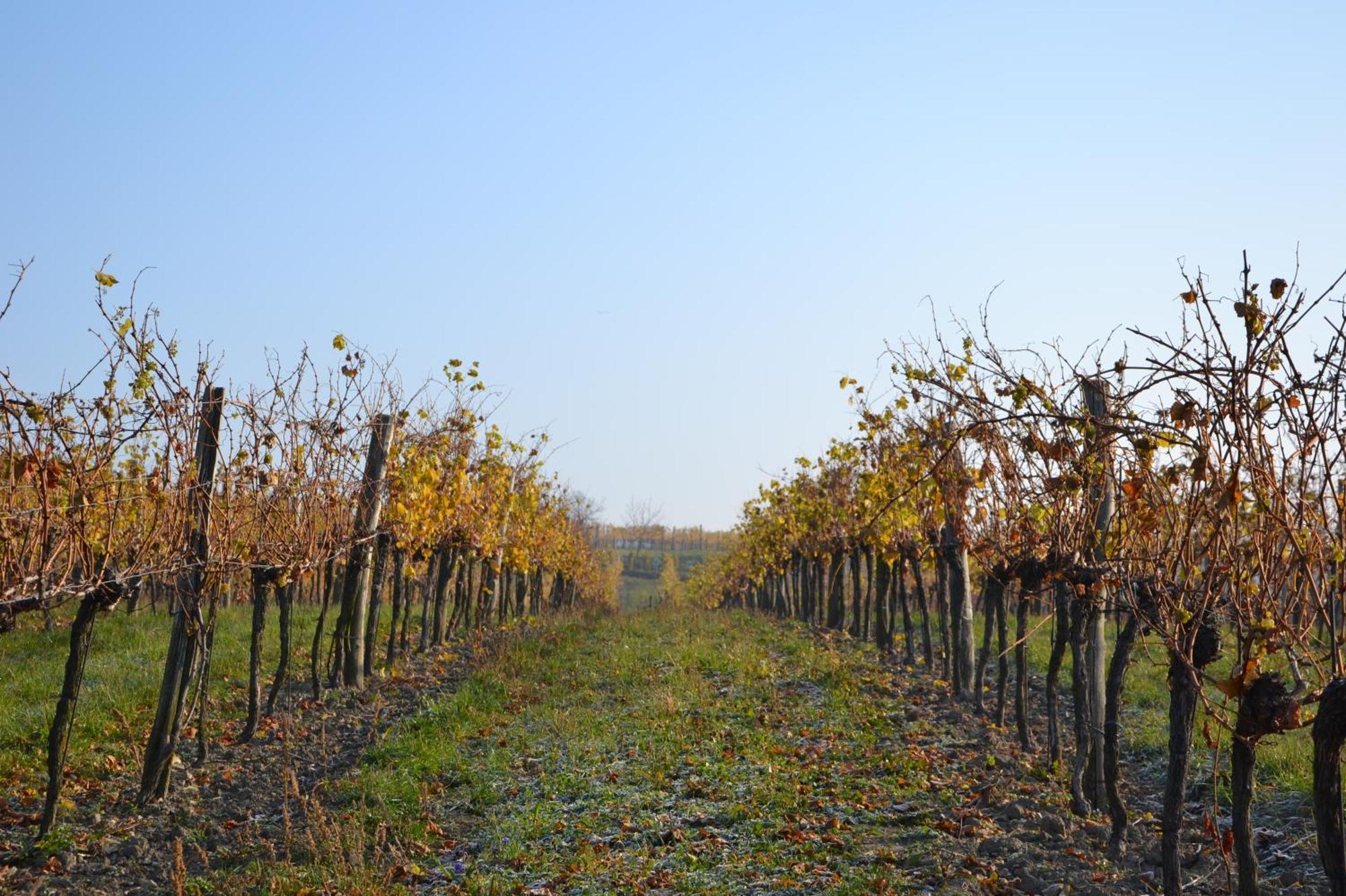 Wein + Bett Wiedeck Stetten Kültér fotó